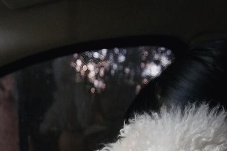 比熊犬看见别的狗狗老叫为什么