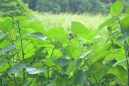 活麻跟苎麻一样吗