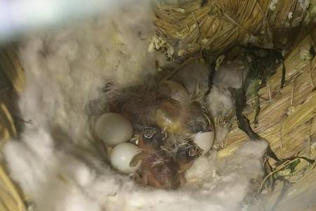 不同笼的珍珠鸟可以混住吗
