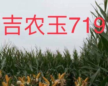 吉农玉198抗草甘膦吗