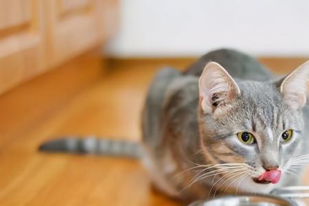 猫为什么喜欢吃咸的