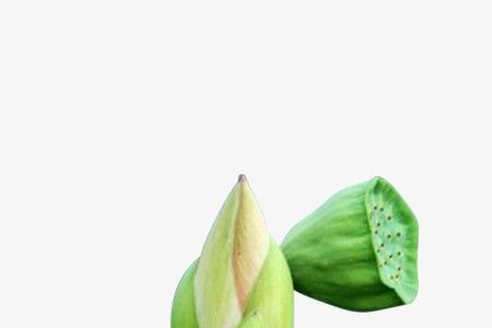 山东荷花几月发芽