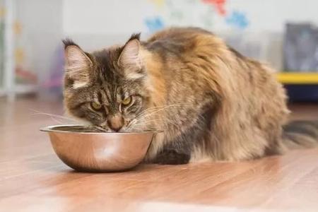 猫咪受伤了他不吃不喝会死嘛