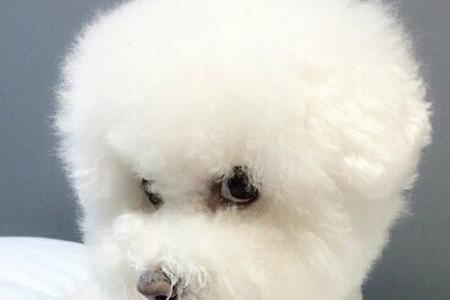 尖嘴比熊图片