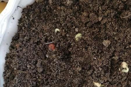 一天中哪个时间段播种豆子最好
