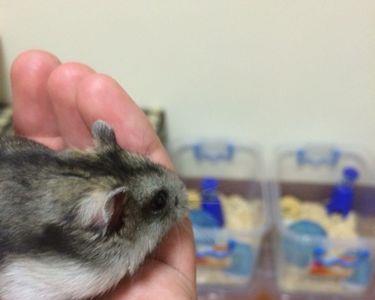 仓鼠能喝安慕希吗