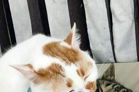 奶一口网络词是啥意思