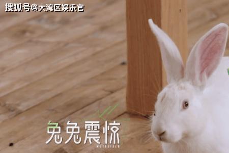 免子七个月了还不发情是为什么