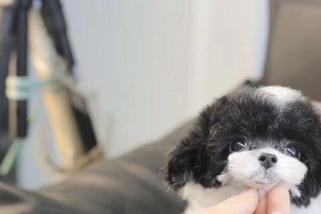 养泰迪的女生喜欢什么样的花