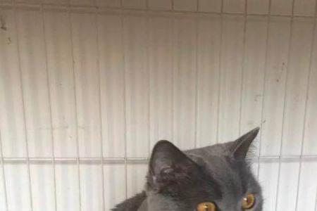 为什么蓝猫都是哑巴