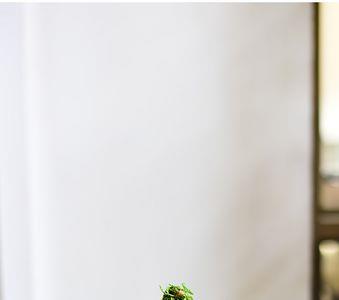 养苔藓的花盆要封底吗
