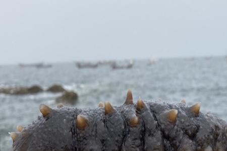 海里哪种动物吃梅花参