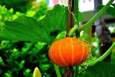南瓜9月份开花正常吗