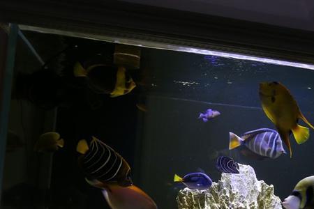 fot海水缸用不用蛋白分离器