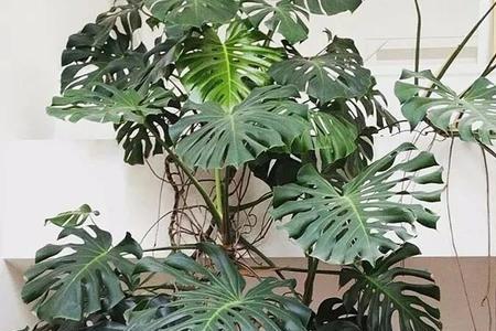 龟背竹用什么花盆