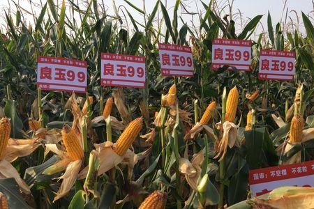 登海良玉99和685哪个产量高