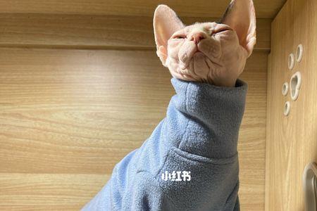无毛猫冬天有暖气需要穿衣服吗