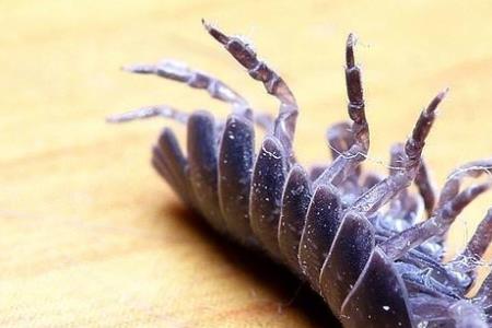 会装死的昆虫排行