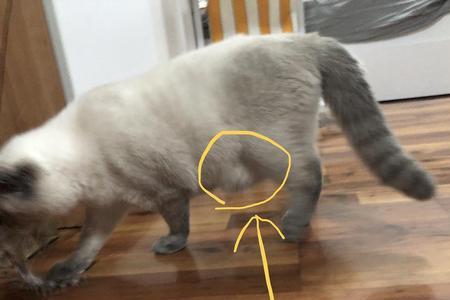 猫咪肚子一抽一抽的，怎么回事