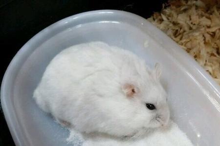 母银狐仓鼠性格