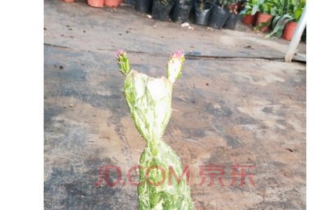 叶仙嫁接令箭荷花开花图片