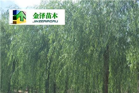 柳树做砧木可嫁接啥
