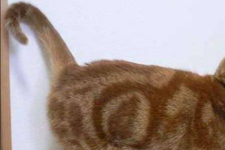 抓猫的哪个部位是正确的