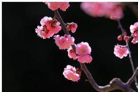 梅花，荷花为啥是人文花