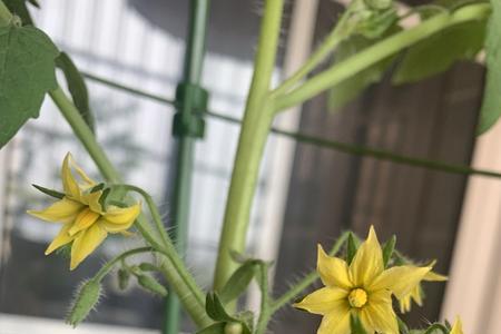 电动牙刷振番茄花就能授粉吗