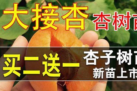 桃接杏最佳时间及接法