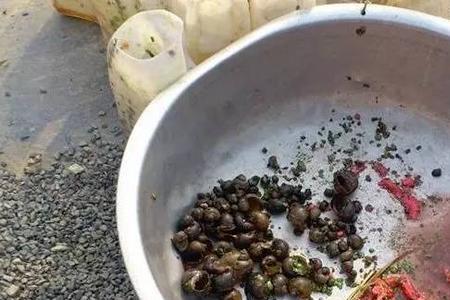 什么鱼只吃福寿螺