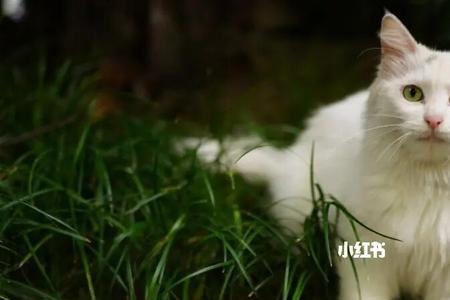 胆子小的猫多久能放下戒备