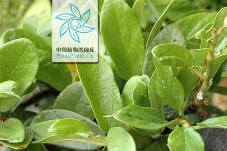 薜荔北方庭院可以种植吗