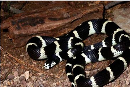 银环蛇会装死吗