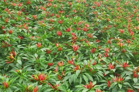 椒香的种植技术