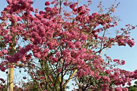 红花风铃木几年才能开花期