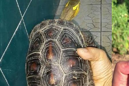 安缘跟黄缘哪个好看