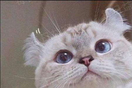 大耳小嘴的猫