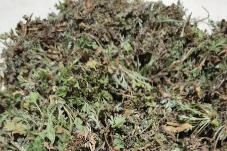 白蒿根能栽活吗