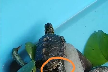 往乌龟背上扔硬币是何用意