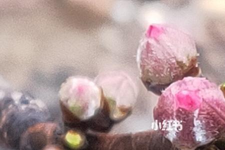 描写桃花花苞的句子