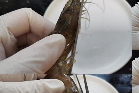 小米虾要去虾线吗