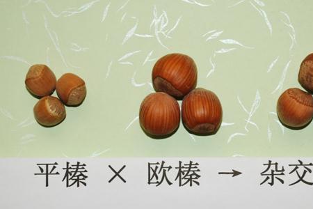 什么的榛子填动词