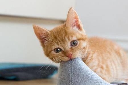 怎么可以不让猫咪玩鞋子