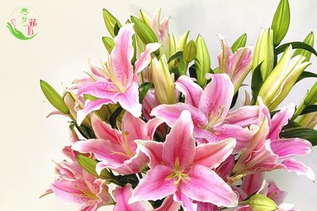 鲜花百合放卧室适合吗