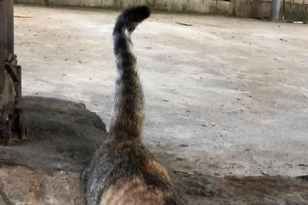为什么摸公猫尾巴会翘起来