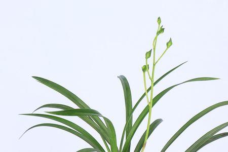梨山狮王兰花花芽和叶芽区别