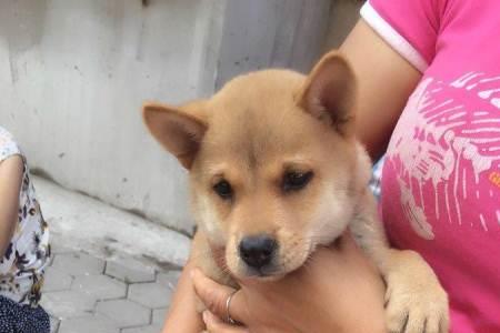 柴犬几个月长白毛