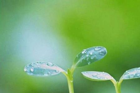 春雨的寓意