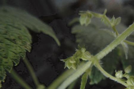 拉拉秧亩产量多少